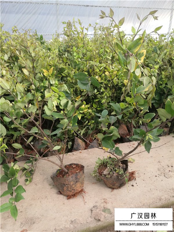 金森女貞杯苗的生長環(huán)境(圖2)