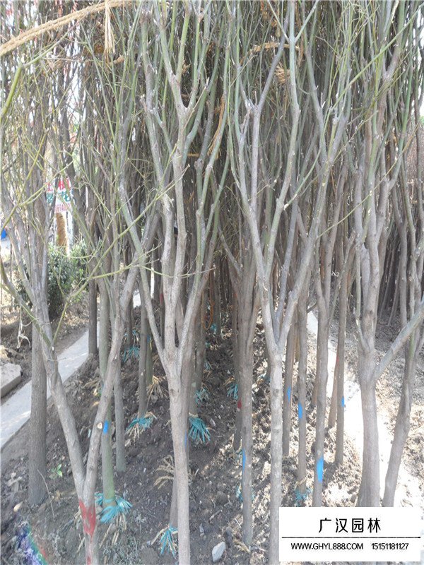 青楓的生長習(xí)性(圖1)