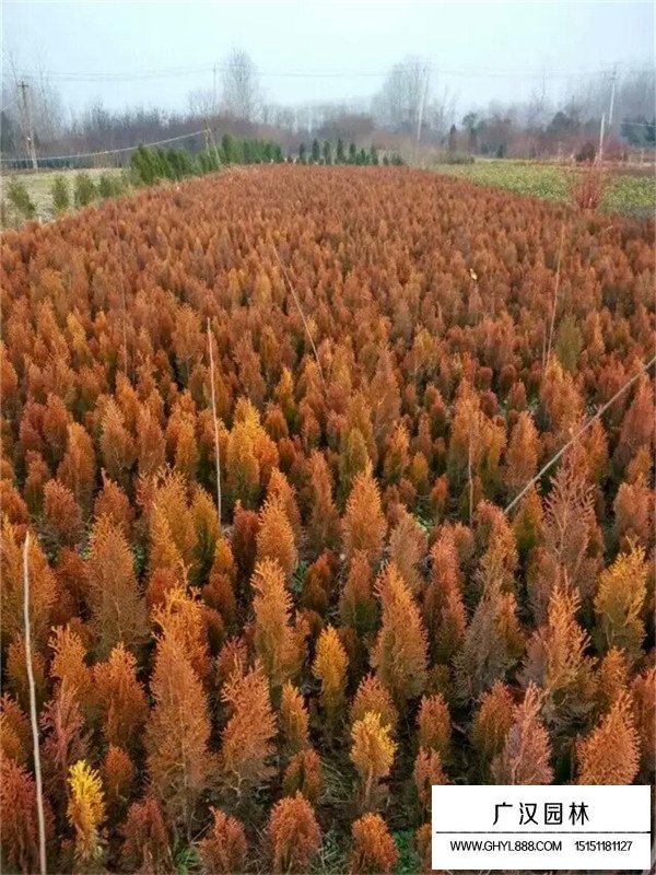 灑金柏苗的種植(圖1)