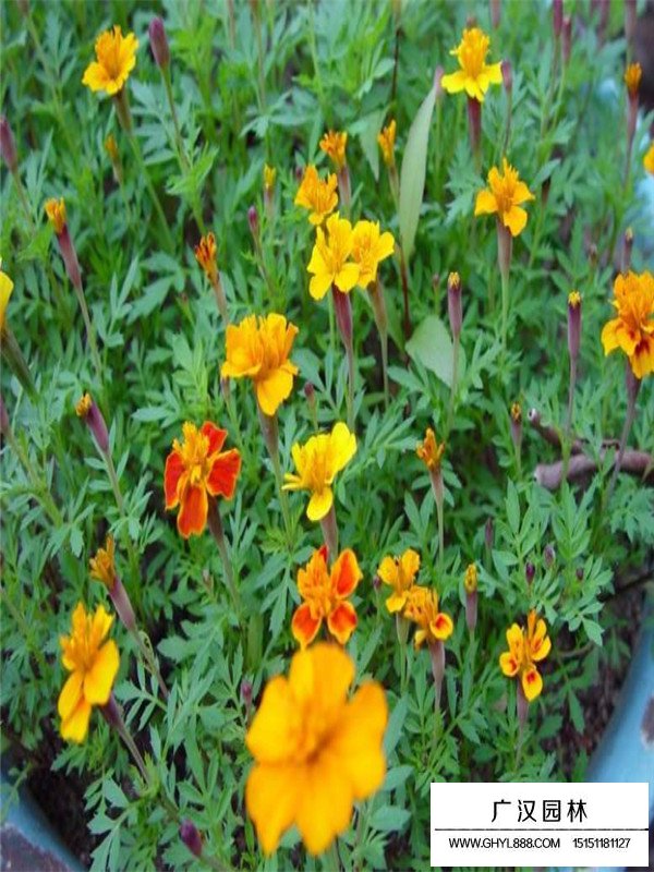 孔雀草醫(yī)用價(jià)值(圖2)