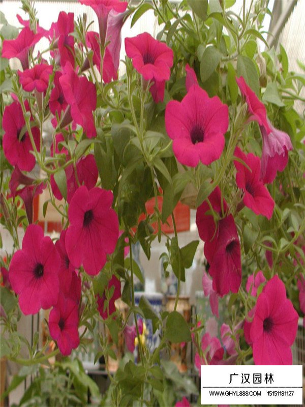 矮牽牛種子每斤多少錢(圖1)