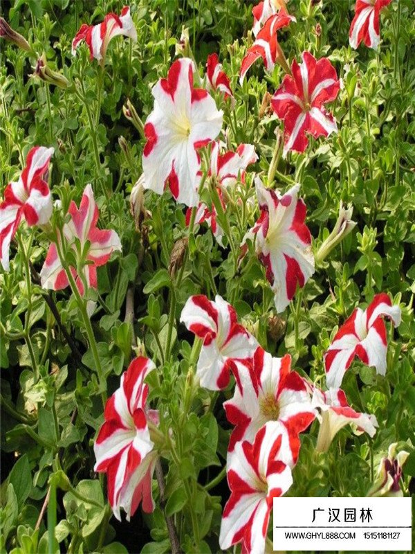 矮牽牛種子每斤多少錢(圖3)