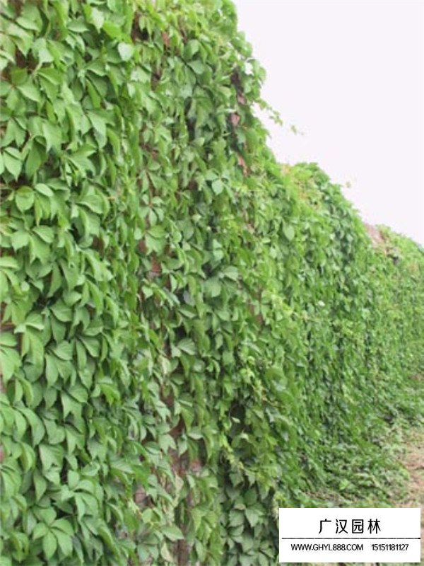 哪里有五葉地錦批發(fā)(圖3)