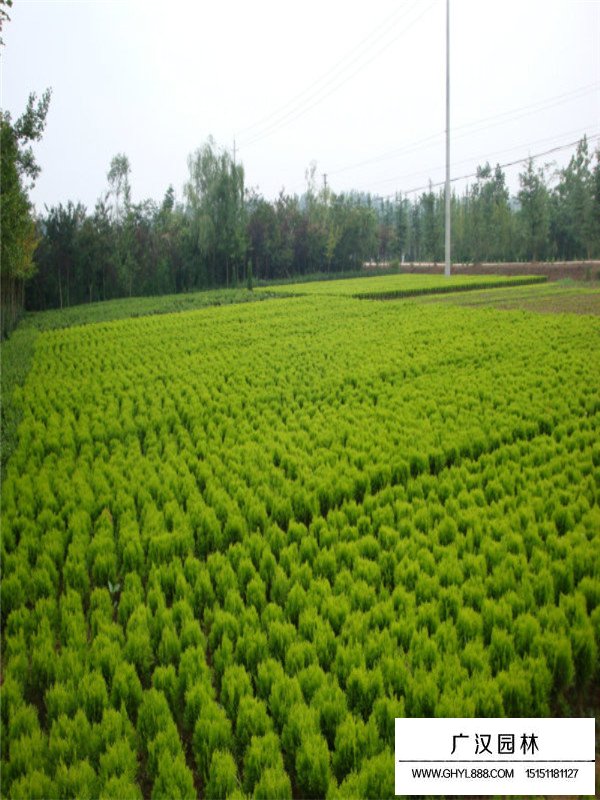 影響灑金柏價(jià)格的因素(圖2)