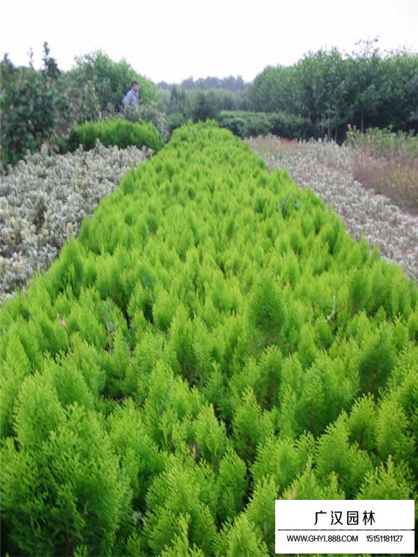 影響灑金柏價(jià)格的因素(圖3)