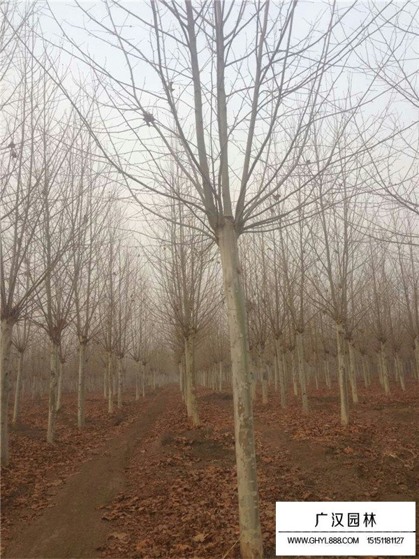 速生法桐的具體價格(圖3)
