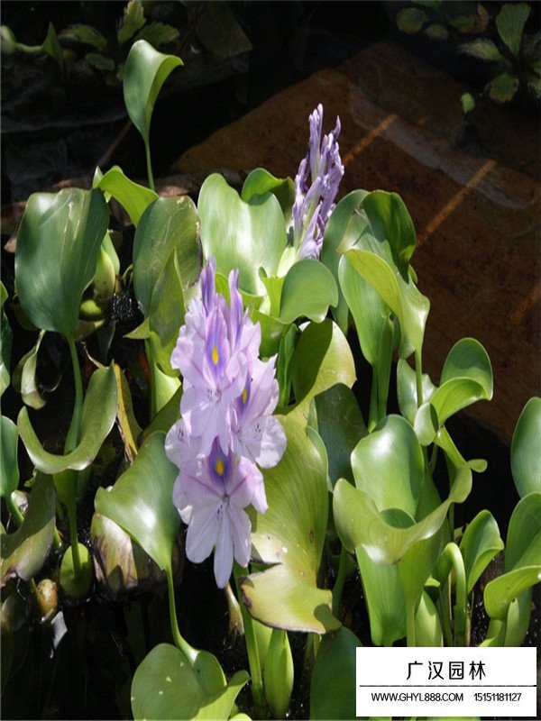 水葫蘆的繁殖培育(圖2)