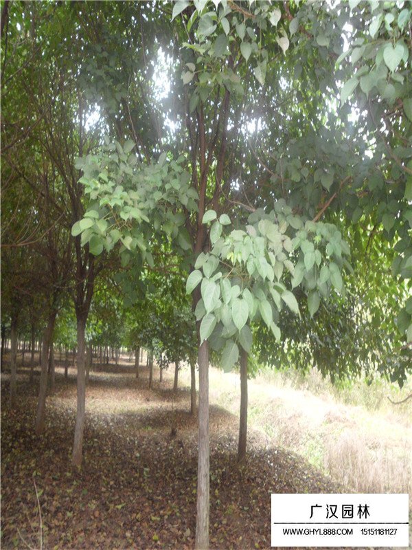 不同規(guī)格重陽木材價格(圖1)