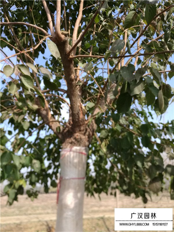 不同規(guī)格重陽木材價格(圖2)