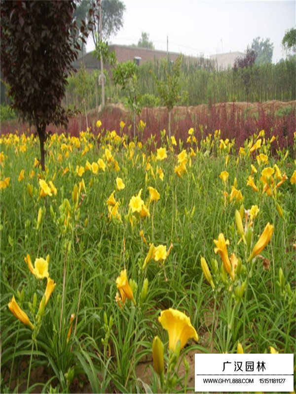 大花萱草種子怎么賣(圖3)