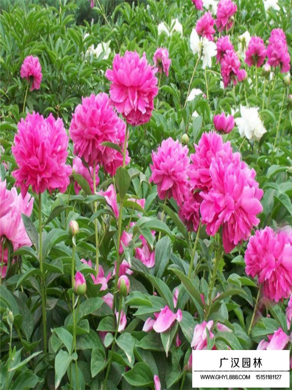 一朵芍藥多少錢(圖2)