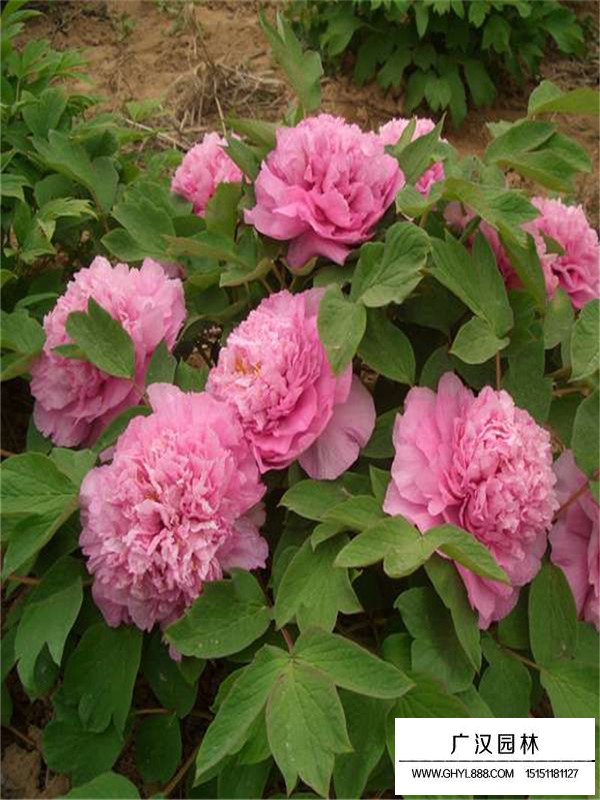 一朵芍藥多少錢(圖3)