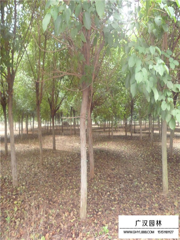 養(yǎng)殖重陽木苗的經(jīng)驗(yàn)(圖2)