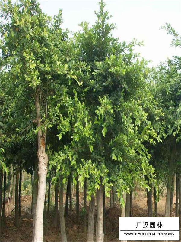 養(yǎng)殖重陽木苗的經(jīng)驗(yàn)(圖3)