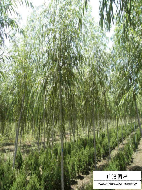 不同規(guī)格青皮垂柳的價格(圖3)