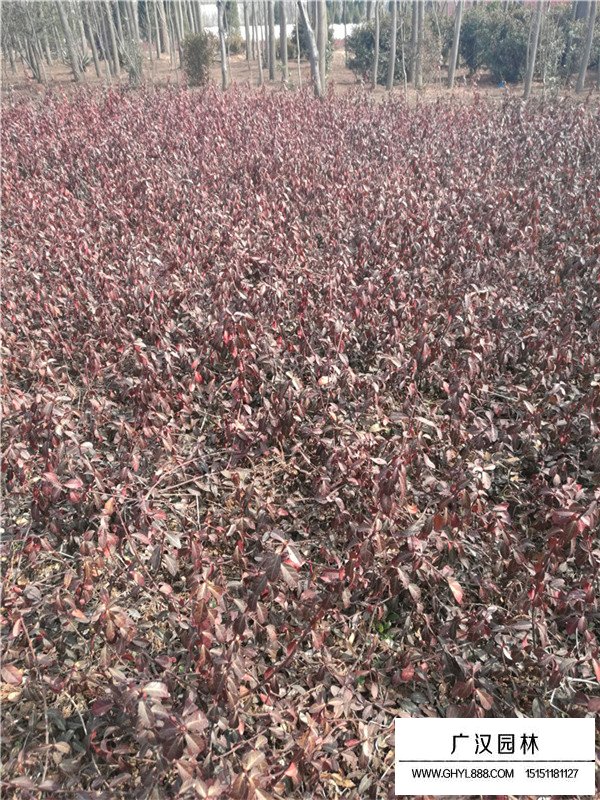 小葉扶芳藤的苗床培育(圖2)