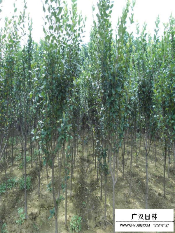 西府海棠的種植經(jīng)驗(圖3)