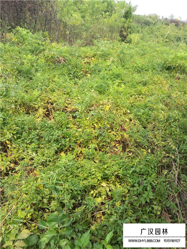 凌霄小苗怎么繁殖(圖1)