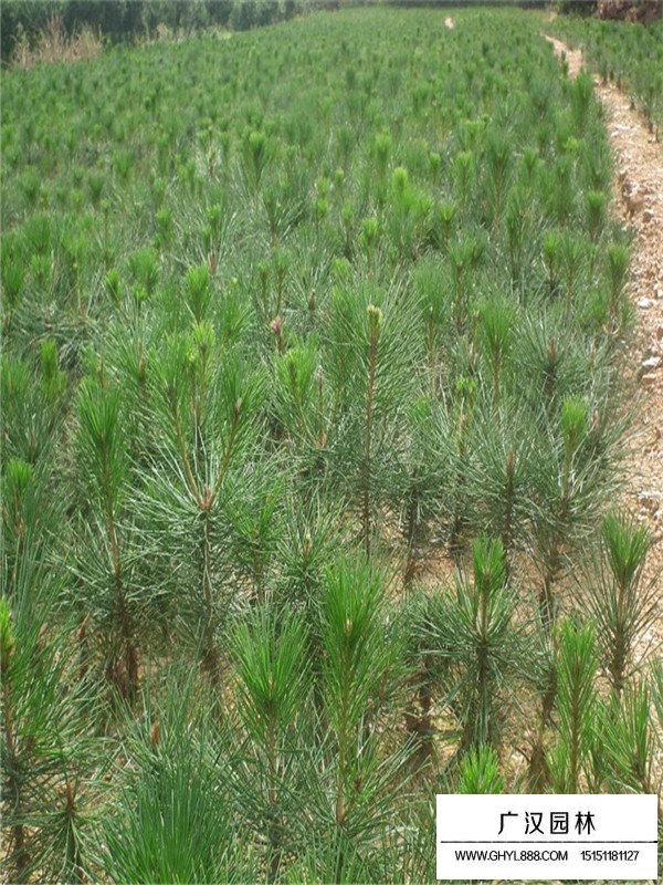 白皮松培育的幾個(gè)步驟(圖4)