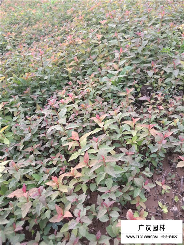 繡線菊的繁殖方式(圖3)