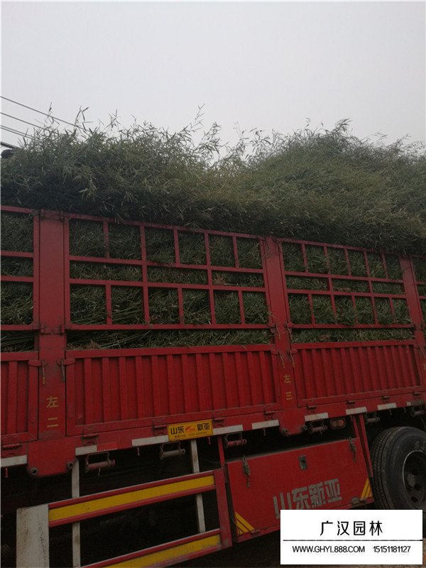 早園竹的養(yǎng)護知識(圖3)