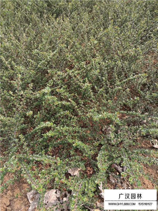 平枝栒子的觀賞價(jià)值(圖2)