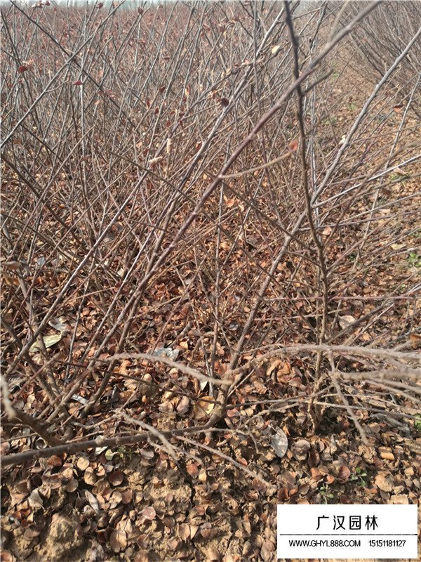 平枝栒子的觀賞價(jià)值(圖4)