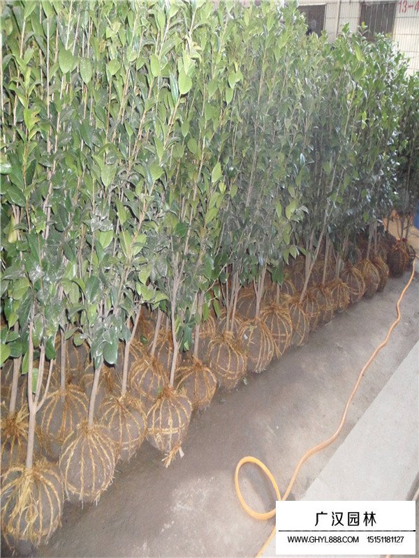 茶梅容易養(yǎng)殖嗎(圖1)