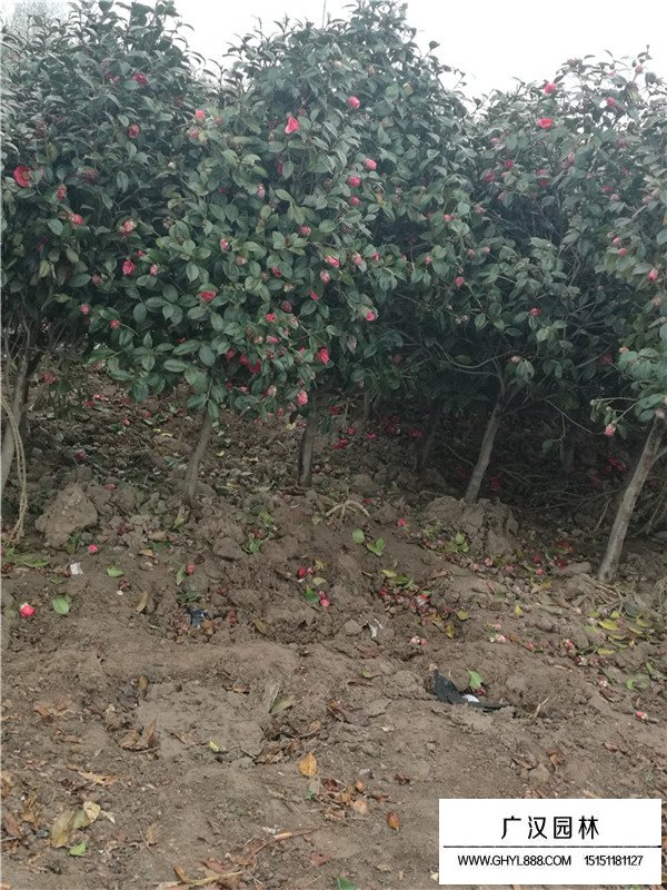 茶梅容易養(yǎng)殖嗎(圖4)