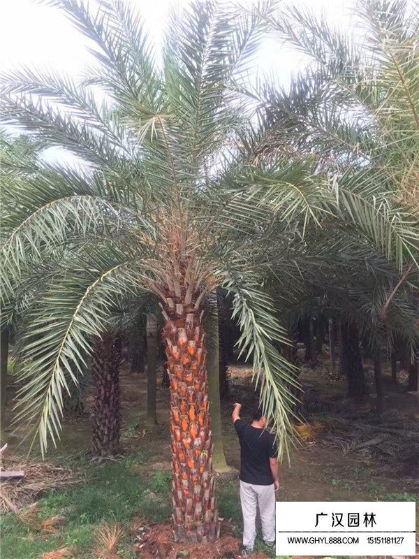 老人葵的病蟲(chóng)防治(圖2)