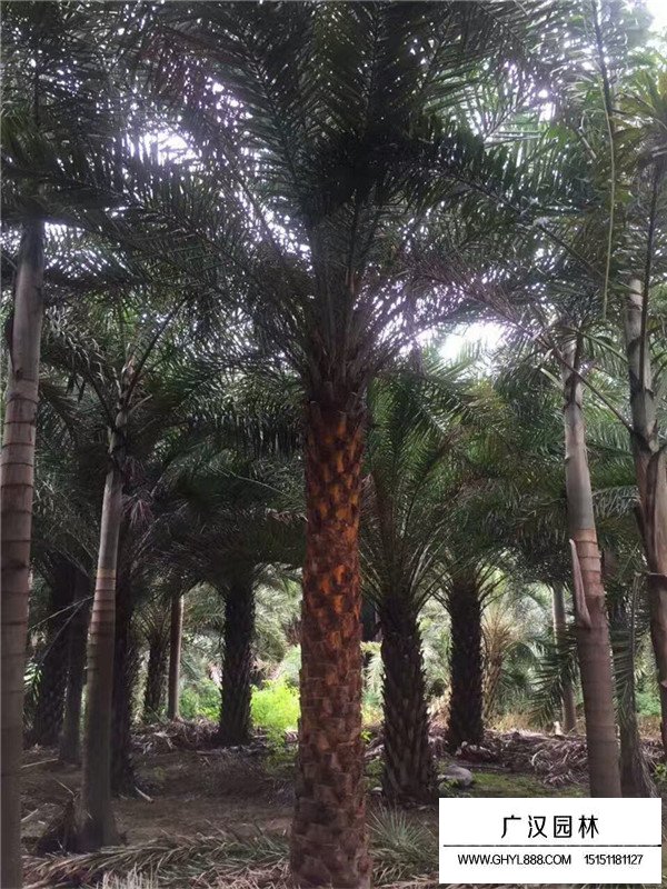 老人葵的病蟲(chóng)防治(圖3)