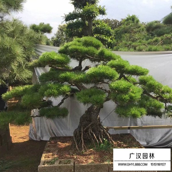 黑松種子怎么種(圖3)