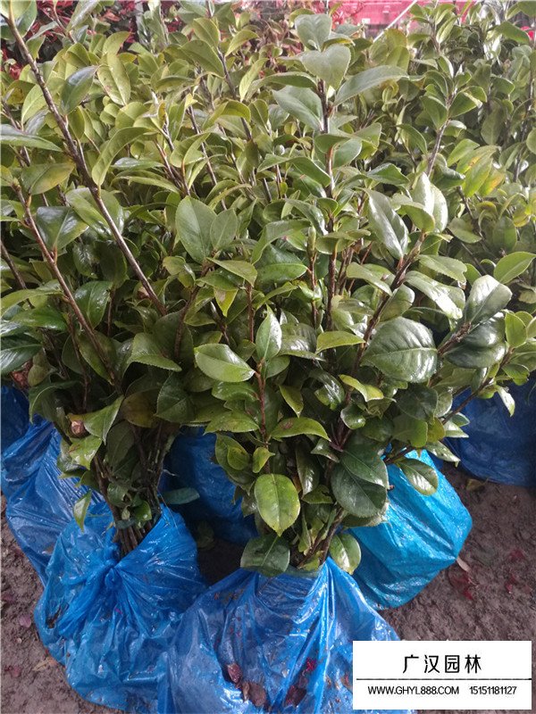 茶梅的培育過程(圖1)