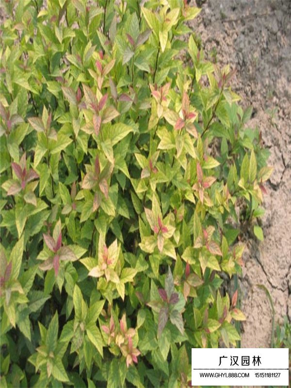 繡線菊的花語(圖1)