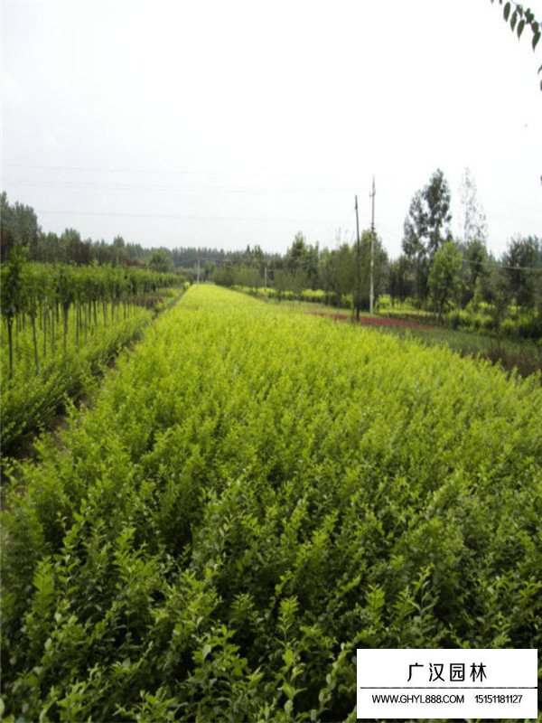 金葉女貞的藥用價值(圖3)