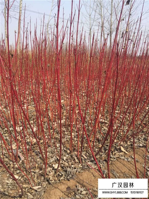 紅瑞木的園林和藥用價(jià)值(圖1)