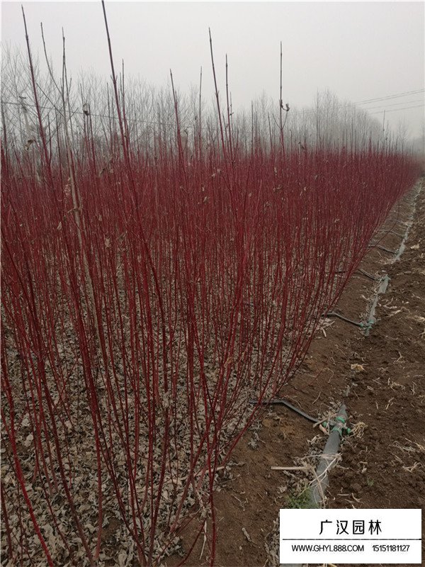 紅瑞木的園林和藥用價(jià)值(圖2)