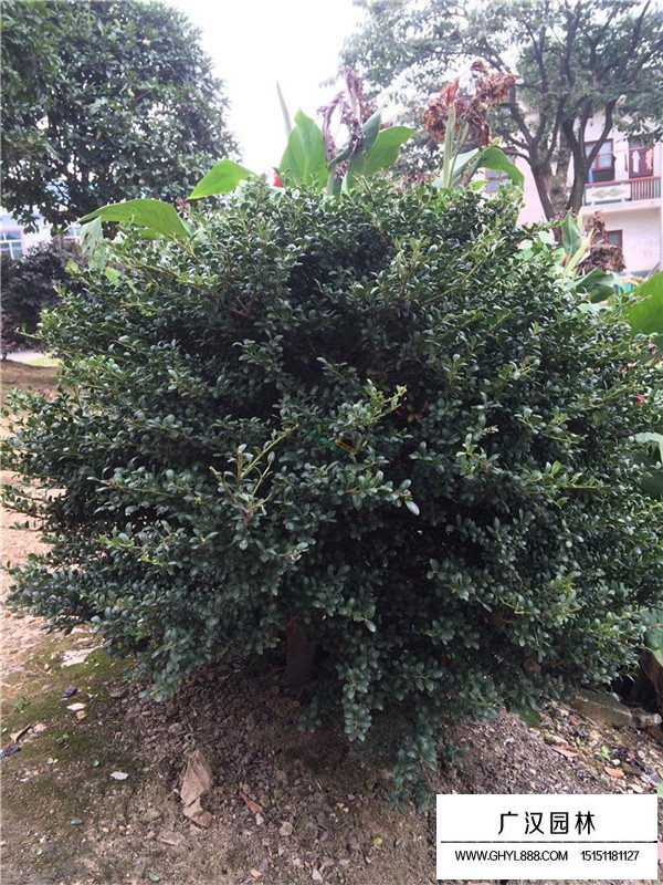 龜甲冬青能做盆景嗎(圖1)