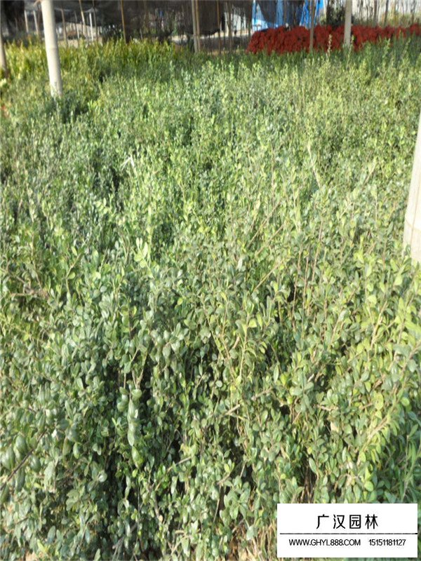 龜甲冬青能做盆景嗎(圖3)