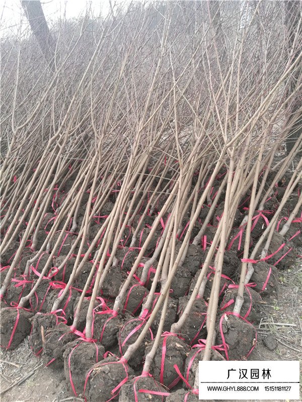 紫葉碧桃的生長環(huán)境(圖1)