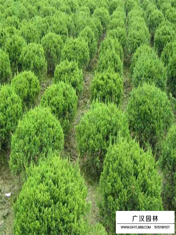 灑金柏什么時(shí)候扦插(圖3)