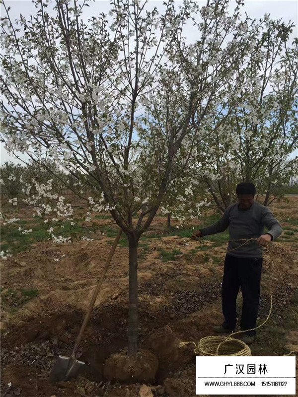 櫻花的生長環(huán)境(圖2)