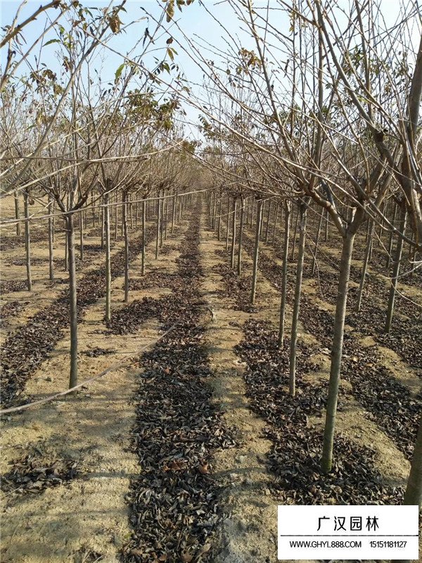 櫻花的生長環(huán)境(圖4)