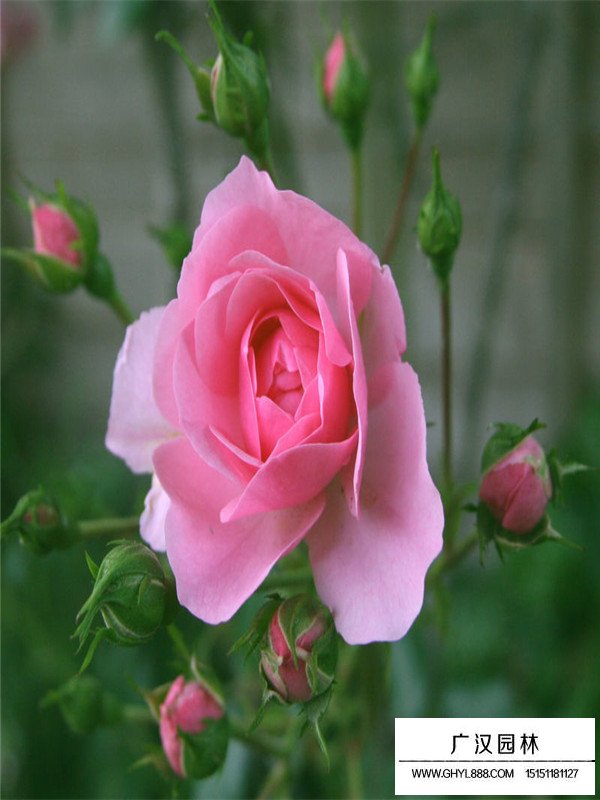 豐花月季的花期(圖3)