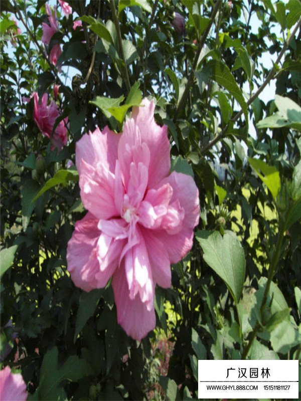 木槿的生長環(huán)境(圖3)