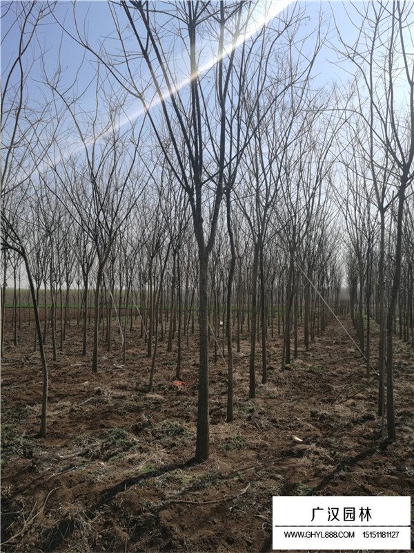 金葉國槐在園林綠化中的應(yīng)用(圖1)