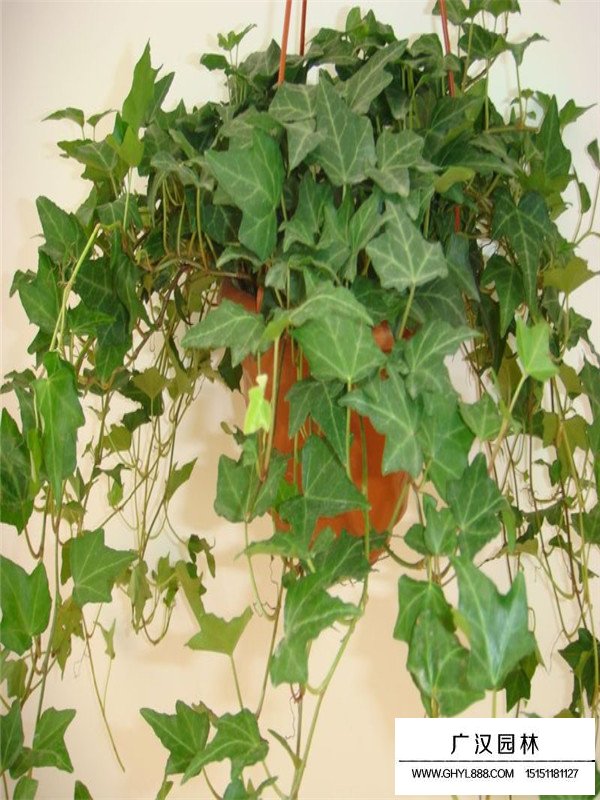 常春藤的生長環(huán)境(圖3)