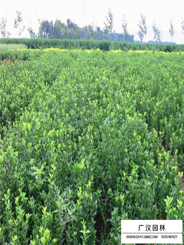 爬行衛(wèi)矛扦插注意事項(xiàng)(圖2)