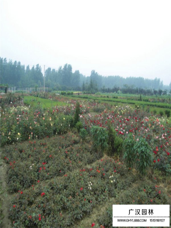 怎么制作大花月季盆栽(圖1)