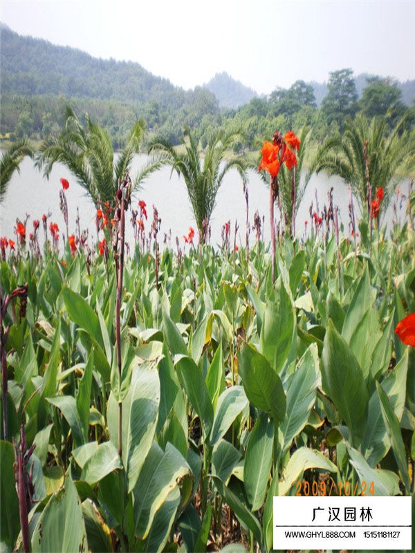 美人蕉的用途(圖2)